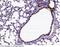 Serine Protease 8 antibody, 50120-T56, Sino Biological, Immunohistochemistry paraffin image 