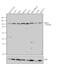 ERBB2 antibody, PA5-16774, Invitrogen Antibodies, Western Blot image 