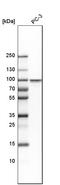Heat shock factor protein 1 antibody, HPA008888, Atlas Antibodies, Western Blot image 