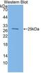 Sulfite Oxidase antibody, LS-C373552, Lifespan Biosciences, Western Blot image 
