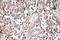 Vesicle-associated membrane protein 1 antibody, LS-C200047, Lifespan Biosciences, Immunohistochemistry frozen image 