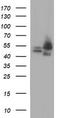 Cell division cycle protein 123 homolog antibody, TA505692AM, Origene, Western Blot image 