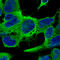 Tubulin Beta 3 Class III antibody, AMAb91394, Atlas Antibodies, Immunofluorescence image 