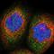 Sterile Alpha Motif Domain Containing 9 antibody, PA5-54379, Invitrogen Antibodies, Immunofluorescence image 