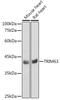 Tripartite Motif Containing 63 antibody, GTX33334, GeneTex, Western Blot image 