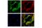 Actinin Alpha 1 antibody, 69758S, Cell Signaling Technology, Immunocytochemistry image 