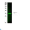 V-Set And Immunoglobulin Domain Containing 2 antibody, LS-C813282, Lifespan Biosciences, Western Blot image 