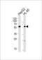 Fanconi anemia group C protein antibody, LS-C166044, Lifespan Biosciences, Western Blot image 