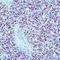 Myogenin antibody, orb108821, Biorbyt, Immunohistochemistry paraffin image 