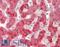 Hepatic lipase antibody, LS-B13578, Lifespan Biosciences, Immunohistochemistry paraffin image 