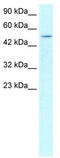 Forkhead Box D3 antibody, TA330607, Origene, Western Blot image 