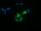 LRAT Domain Containing 2 antibody, TA501969, Origene, Immunofluorescence image 