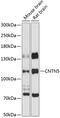 Contactin 5 antibody, 14-564, ProSci, Western Blot image 
