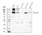 Nibrin antibody, M00732-1, Boster Biological Technology, Western Blot image 