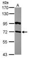 Regulator Of G Protein Signaling 14 antibody, PA5-30397, Invitrogen Antibodies, Western Blot image 