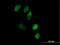 ELL-associated factor 1 antibody, H00085403-B01P, Novus Biologicals, Immunofluorescence image 