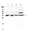 BRMS1 Transcriptional Repressor And Anoikis Regulator antibody, PA5-78885, Invitrogen Antibodies, Western Blot image 