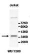 Solute Carrier Family 35 Member G3 antibody, orb77556, Biorbyt, Western Blot image 