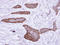 MLYCD antibody, LS-C186124, Lifespan Biosciences, Immunohistochemistry frozen image 