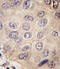 Ectodysplasin A antibody, A01113-1, Boster Biological Technology, Immunohistochemistry paraffin image 