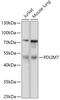 PDZ And LIM Domain 7 antibody, 18-166, ProSci, Western Blot image 