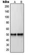 HAP antibody, LS-C352766, Lifespan Biosciences, Western Blot image 