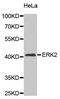 Mitogen-Activated Protein Kinase 1 antibody, MBS129333, MyBioSource, Western Blot image 