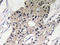 Defensin Alpha 1B antibody, AP20627PU-N, Origene, Immunohistochemistry paraffin image 
