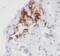 Glucagon antibody, FNab03496, FineTest, Immunohistochemistry frozen image 