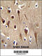 F-Box Protein 39 antibody, 55-294, ProSci, Immunohistochemistry frozen image 