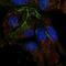 TRNA Methyltransferase 10A antibody, HPA058241, Atlas Antibodies, Immunofluorescence image 
