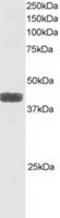 ATF4 antibody, TA302638, Origene, Western Blot image 