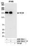 Enhancer of mRNA-decapping protein 4 antibody, A300-745A, Bethyl Labs, Immunoprecipitation image 