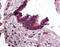 Adaptor Related Protein Complex 3 Subunit Delta 1 antibody, AP07559PU-N, Origene, Immunohistochemistry frozen image 