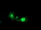 FGFR-2 antibody, TA503136, Origene, Immunofluorescence image 