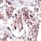Folylpolyglutamate Synthase antibody, MBS301814, MyBioSource, Immunohistochemistry frozen image 