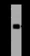 Hexokinase Domain Containing 1 antibody, 204629-T42, Sino Biological, Western Blot image 