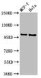 Nucleoporin 98 antibody, CSB-PA016209LA01HU, Cusabio, Western Blot image 
