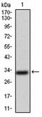 Sodium channel protein type 11 subunit alpha antibody, orb100937, Biorbyt, Western Blot image 