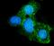 ATP Binding Cassette Subfamily G Member 8 antibody, A01482-2, Boster Biological Technology, Immunofluorescence image 