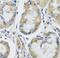 Mitochondrial Ribosomal Protein L1 antibody, FNab05312, FineTest, Immunohistochemistry frozen image 