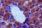 Monoamine Oxidase B antibody, CSB-PA013399LA01HU, Cusabio, Immunohistochemistry paraffin image 