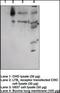 BLT1 antibody, orb95530, Biorbyt, Western Blot image 