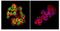 Erythroid transcription factor antibody, AHP2401, Bio-Rad (formerly AbD Serotec) , Western Blot image 
