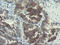 Docking Protein 7 antibody, LS-C337756, Lifespan Biosciences, Immunohistochemistry frozen image 