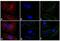 Rabbit IgG antibody, A15998, Invitrogen Antibodies, Immunofluorescence image 