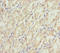 EF-Hand Domain Containing 1 antibody, LS-C682109, Lifespan Biosciences, Immunohistochemistry paraffin image 