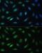 Lamin B Receptor antibody, GTX32697, GeneTex, Immunofluorescence image 