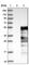 ETS Transcription Factor ELK3 antibody, HPA001600, Atlas Antibodies, Western Blot image 