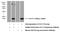 C-C Motif Chemokine Ligand 17 antibody, 22342-1-AP, Proteintech Group, Western Blot image 
